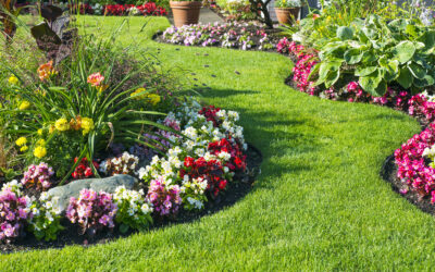 Annuals vs. Perennials: What’s the Difference?