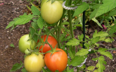 Tomato Tantrums?